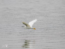 White Heron - Czapla Biała